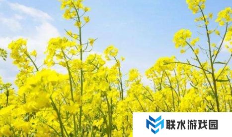 网络用语油菜花是什么梗