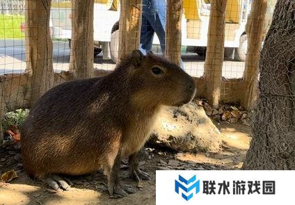 网络用语淡人是什么梗