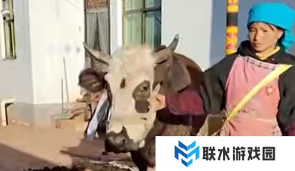 《抖音》小英家的牛是什么梗