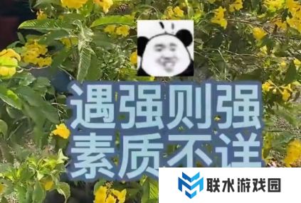 网络用语素质不详遇强则强是什么梗