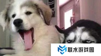 网络用语狗都嫌弃的年龄是什么梗