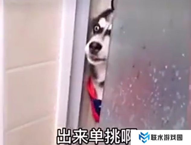 《抖音》二哈出来单挑啊是什么梗