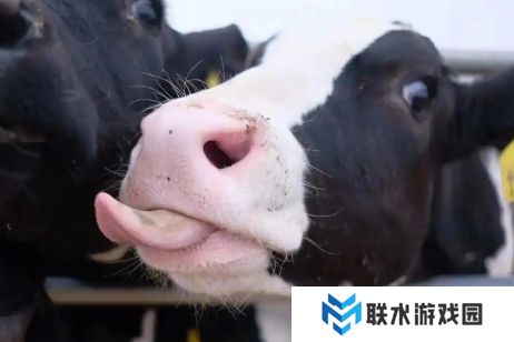 网络用语牛校出牛子是什么梗