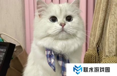 网络用语团宠酸奶妹是什么梗