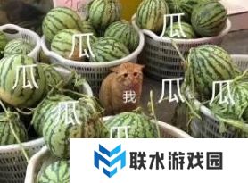 网络用语一瓜未平一瓜又起是什么梗