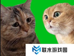 网络用语猫猫对话是什么梗